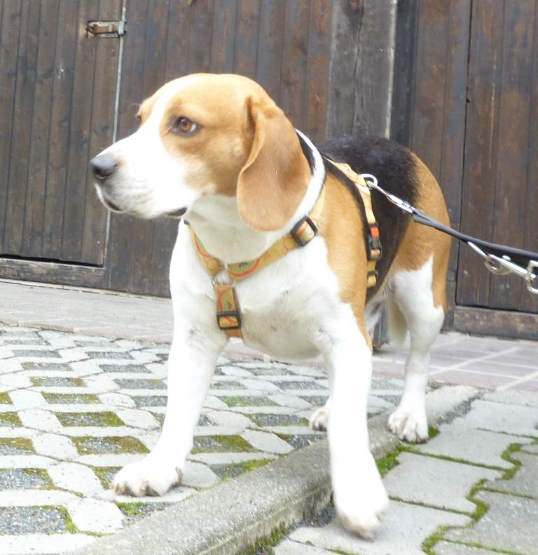 Tierheim Beagle